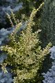 Ligustrum ovalifolium Aureum Ligustr jajolistny